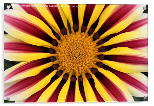 Gazania striped flower red yellow Acrylic by Charlotte Anderson