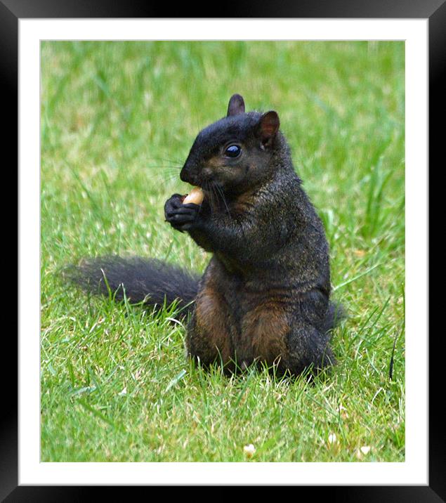 Rare Black Squirrel Framed Mounted Print by Steve Brown