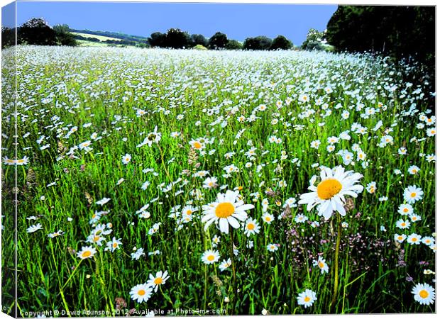 DAISY FIELD WITH INK OUTLINES Canvas Print by David Atkinson