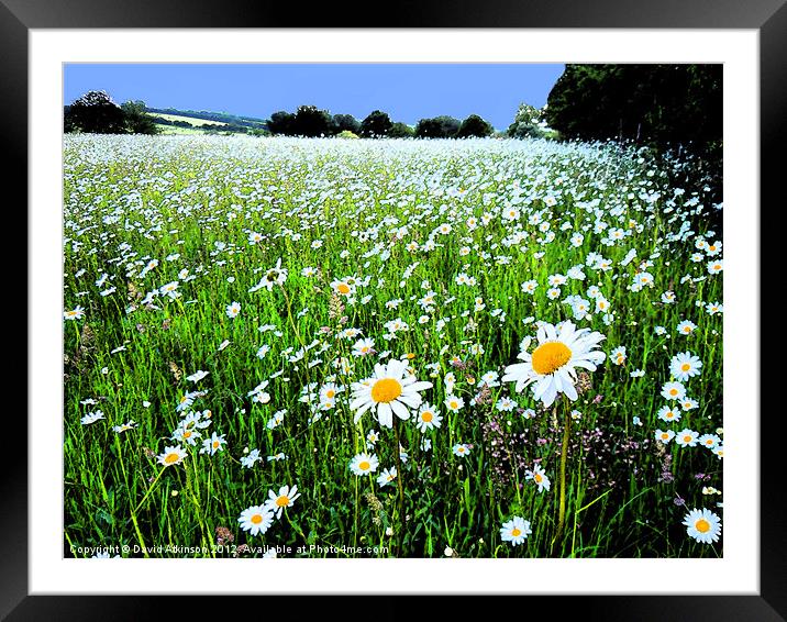 DAISY FIELD WITH INK OUTLINES Framed Mounted Print by David Atkinson