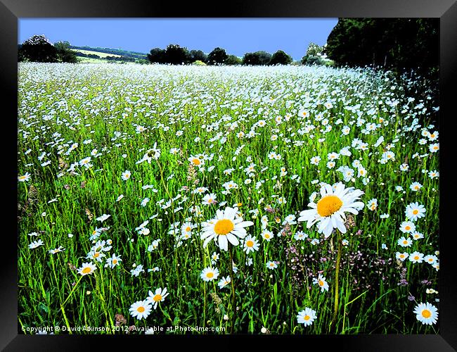 DAISY FIELD WITH INK OUTLINES Framed Print by David Atkinson