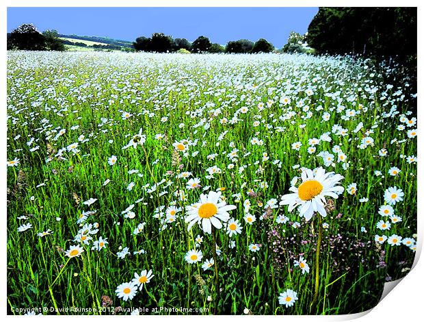 DAISY FIELD WITH INK OUTLINES Print by David Atkinson