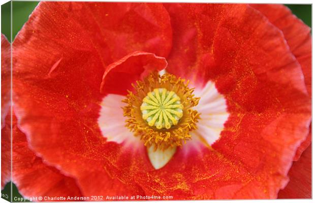 Red poppy with yellow centre Canvas Print by Charlotte Anderson