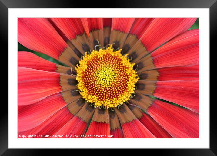 Red gazania flower yellow center Framed Mounted Print by Charlotte Anderson
