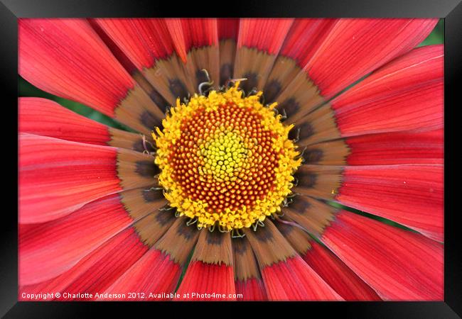 Red gazania flower yellow center Framed Print by Charlotte Anderson