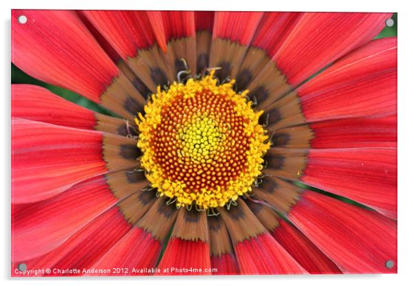 Red gazania flower yellow center Acrylic by Charlotte Anderson