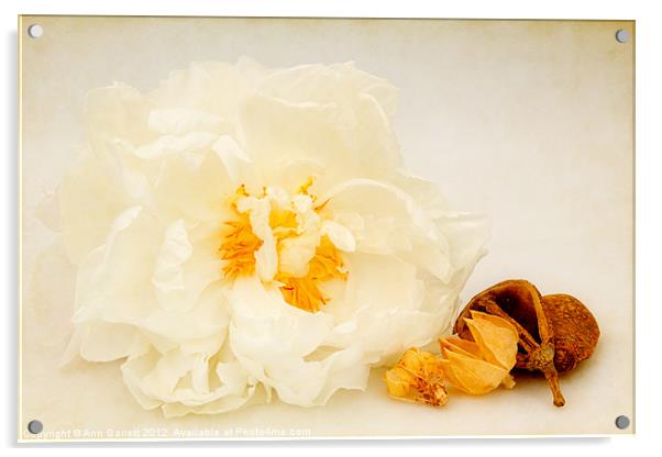 Soft White Peony Acrylic by Ann Garrett