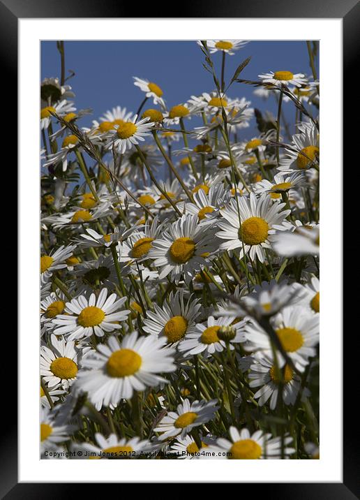 Northumberland Daisies Dance in Sunlight Framed Mounted Print by Jim Jones