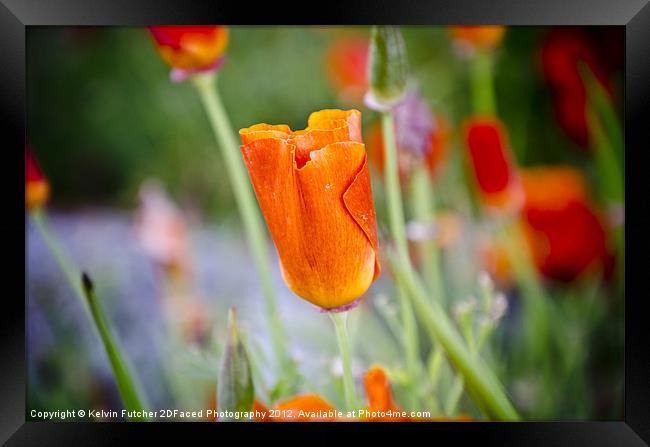 About to bloom Framed Print by Kelvin Futcher 2D Photography