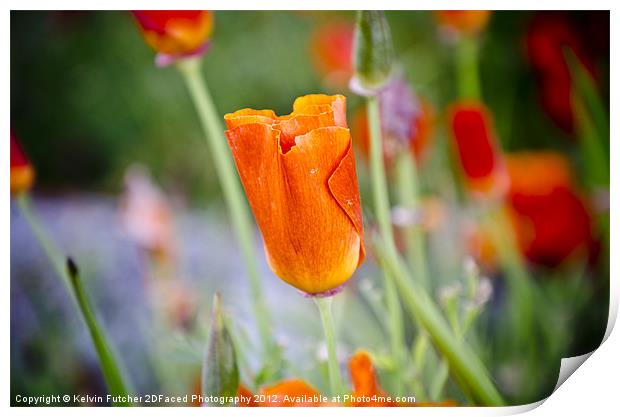 About to bloom Print by Kelvin Futcher 2D Photography