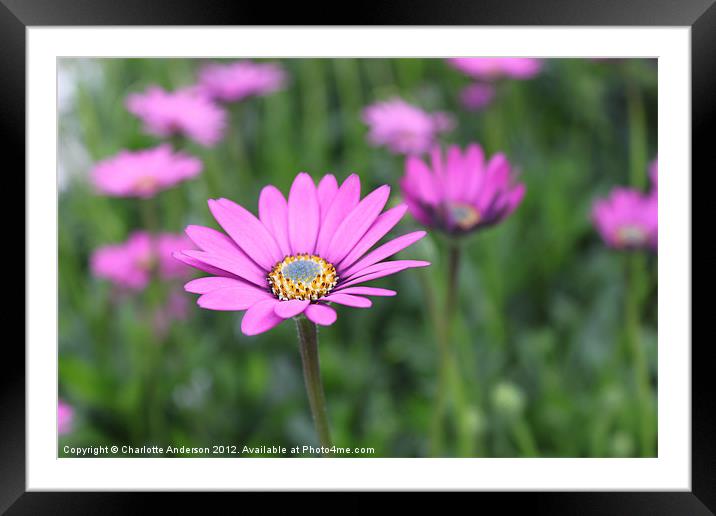 Pink single flower Framed Mounted Print by Charlotte Anderson