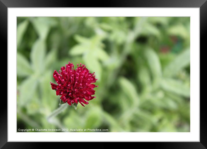 Small red flower Knautia Framed Mounted Print by Charlotte Anderson