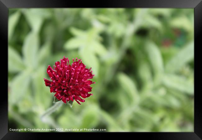 Small red flower Knautia Framed Print by Charlotte Anderson