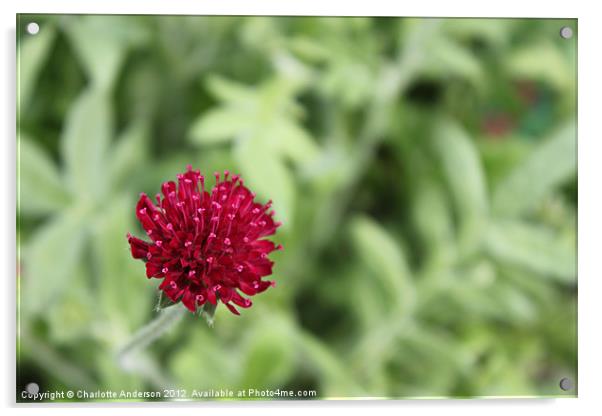 Small red flower Knautia Acrylic by Charlotte Anderson