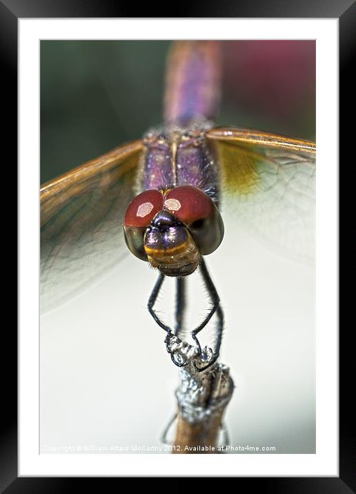 Violet Dropwing Dragonfly Framed Mounted Print by William AttardMcCarthy
