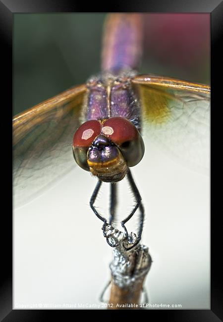 Violet Dropwing Dragonfly Framed Print by William AttardMcCarthy