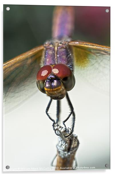 Violet Dropwing Dragonfly Acrylic by William AttardMcCarthy