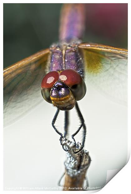 Violet Dropwing Dragonfly Print by William AttardMcCarthy
