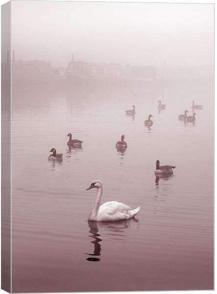 Swan & Ducks Canvas Print by Mike Sherman Photog