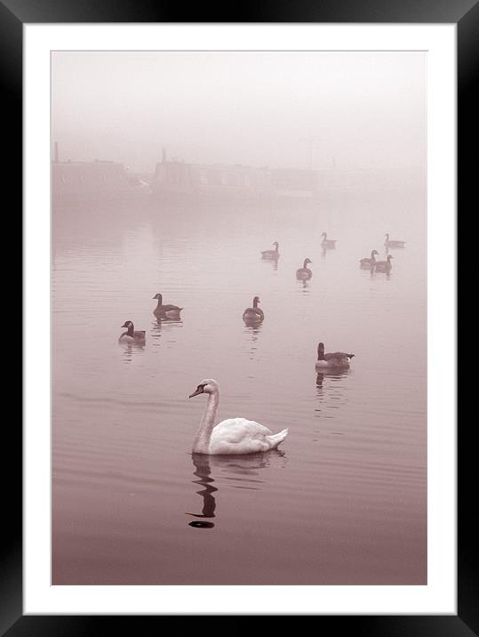 Swan & Ducks Framed Mounted Print by Mike Sherman Photog