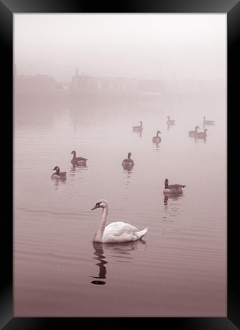 Swan & Ducks Framed Print by Mike Sherman Photog