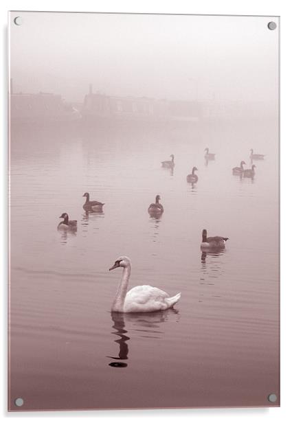 Swan & Ducks Acrylic by Mike Sherman Photog