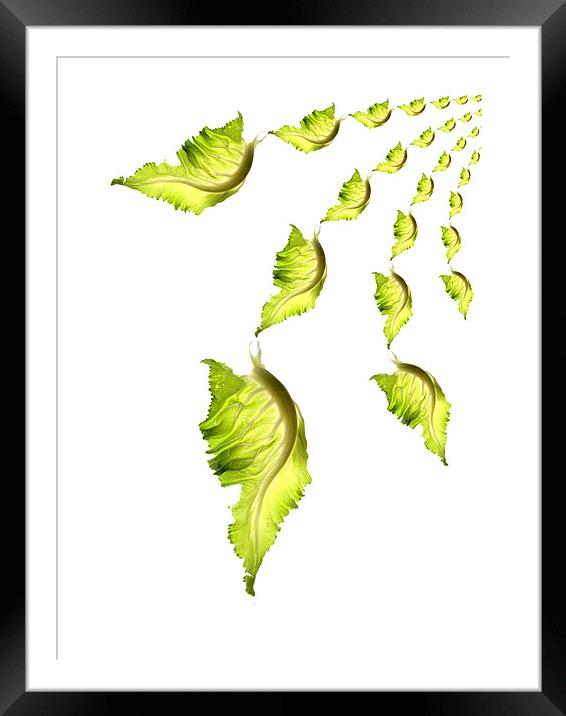 flying leaves Framed Mounted Print by Heather Newton