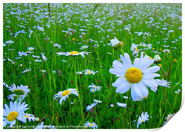 DAISY DAISY Print by David Atkinson