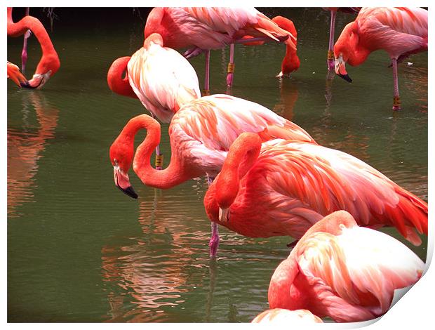 Flamingo central Print by Amy Nichols