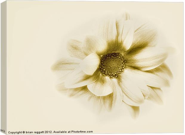 Flower in sepia Canvas Print by Brian  Raggatt
