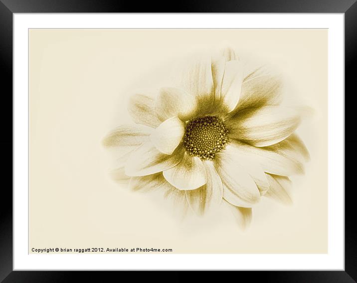 Flower in sepia Framed Mounted Print by Brian  Raggatt