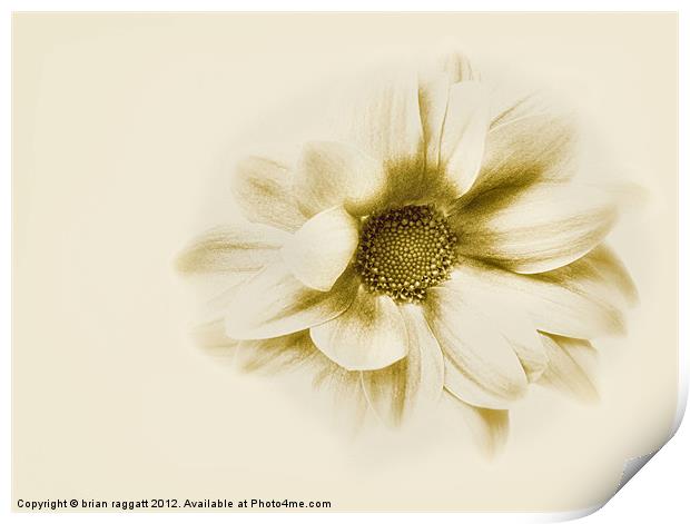 Flower in sepia Print by Brian  Raggatt