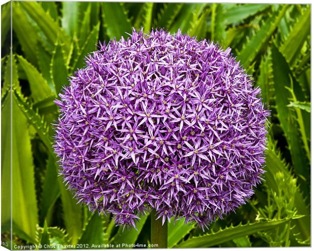 Cultivated Alium Canvas Print by Chris Thaxter