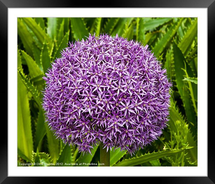Cultivated Alium Framed Mounted Print by Chris Thaxter