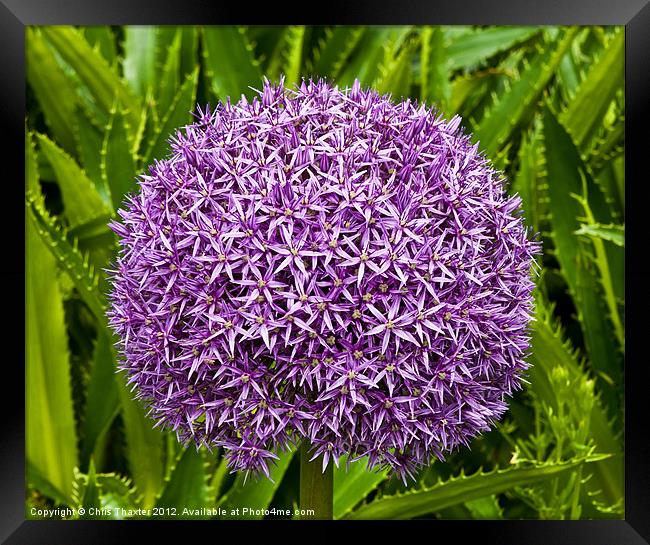 Cultivated Alium Framed Print by Chris Thaxter