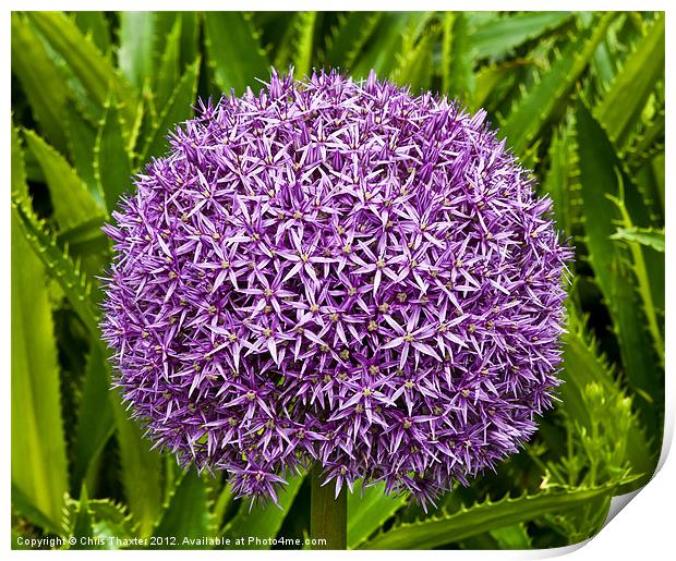 Cultivated Alium Print by Chris Thaxter