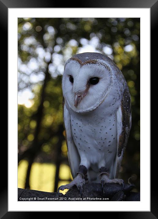 Australian Barn Owl Framed Mounted Print by Sean Foreman