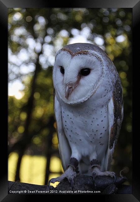 Australian Barn Owl Framed Print by Sean Foreman
