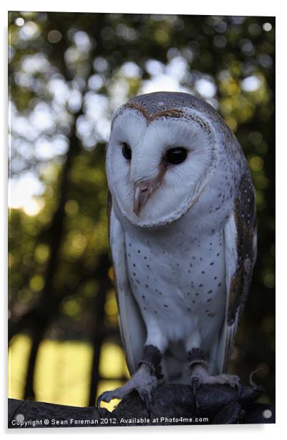 Australian Barn Owl Acrylic by Sean Foreman