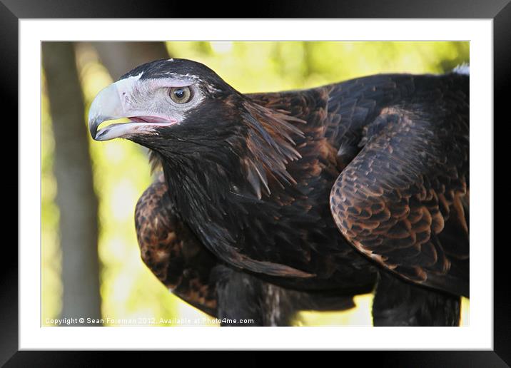 Australian Eaglehawk Framed Mounted Print by Sean Foreman