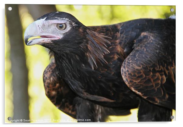 Australian Eaglehawk Acrylic by Sean Foreman