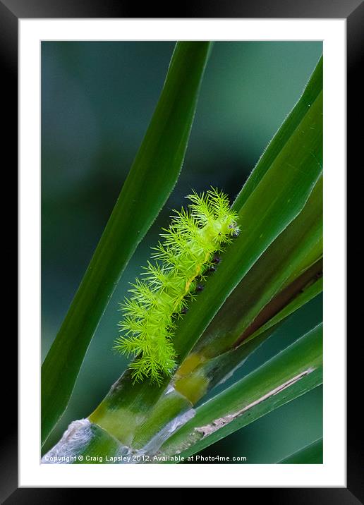 IO moth caterpillar Framed Mounted Print by Craig Lapsley