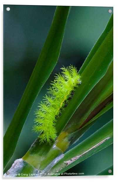 IO moth caterpillar Acrylic by Craig Lapsley