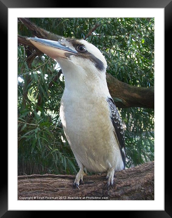kookaburra sits in an old gum tree Framed Mounted Print by Sean Foreman