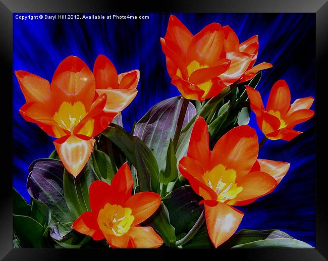 Seven Red and Yellow Tulips Framed Print by Daryl Hill