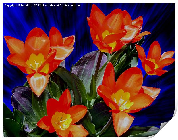 Seven Red and Yellow Tulips Print by Daryl Hill