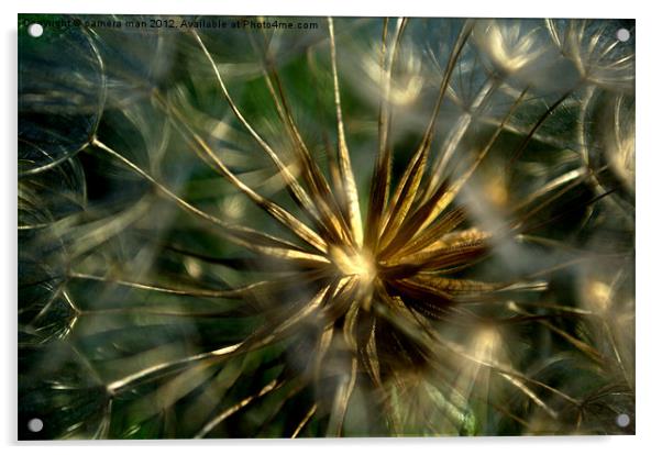 Macro Seeds Acrylic by camera man