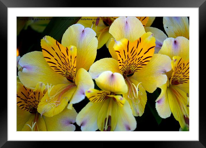 Lily Framed Mounted Print by camera man