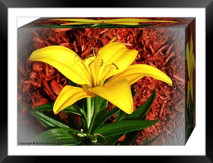 Yellow Lilly Framed Mounted Print by Donna Duclos
