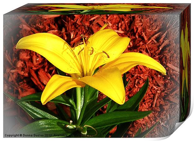 Yellow Lilly Print by Donna Duclos
